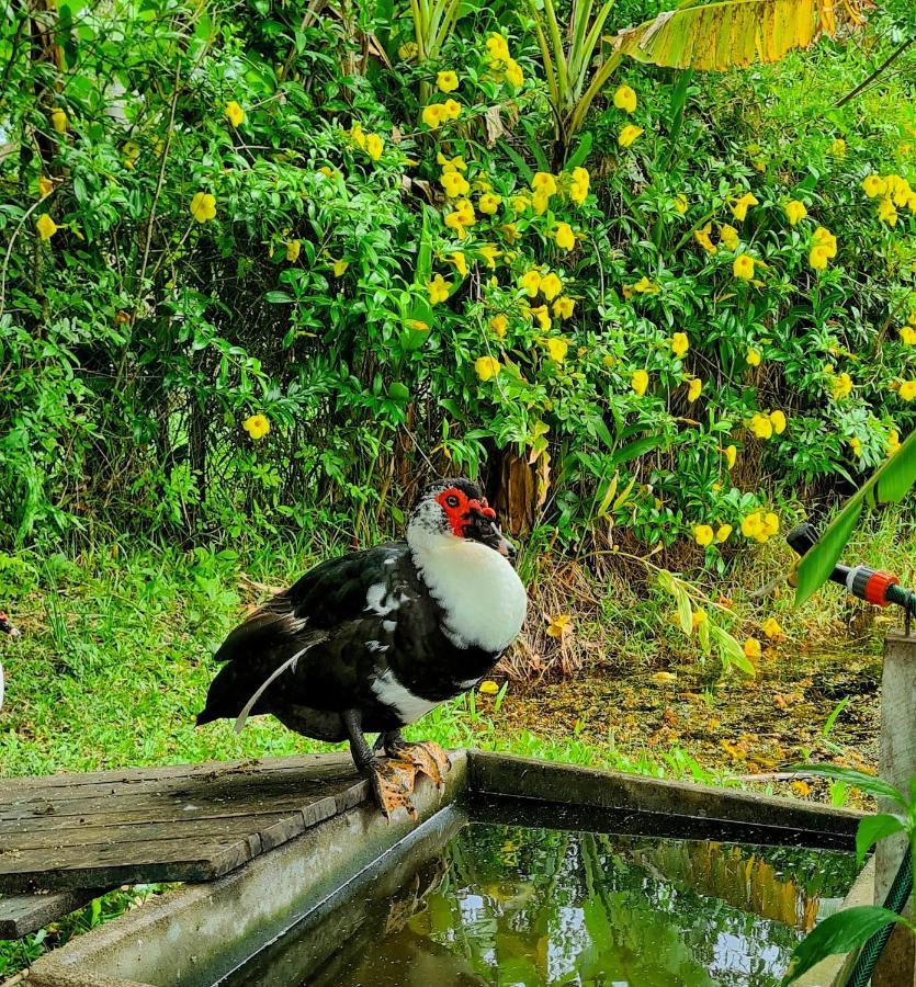 Pousada Areias Do Embau Guarda do Embaú Kültér fotó
