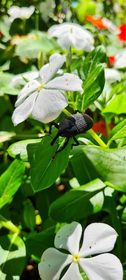 Pousada Areias Do Embau Guarda do Embaú Kültér fotó